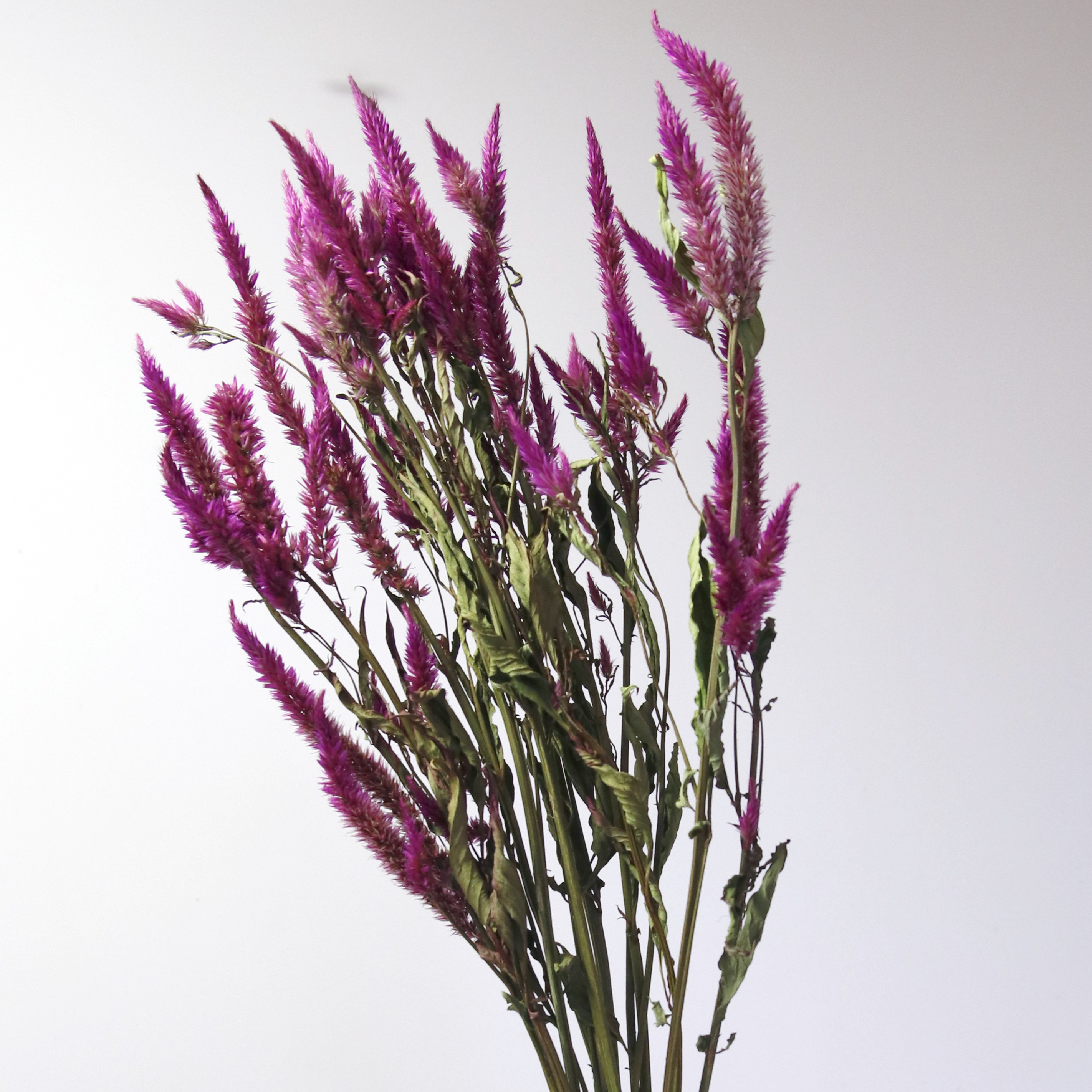 Célosie plumeuse violette séchée