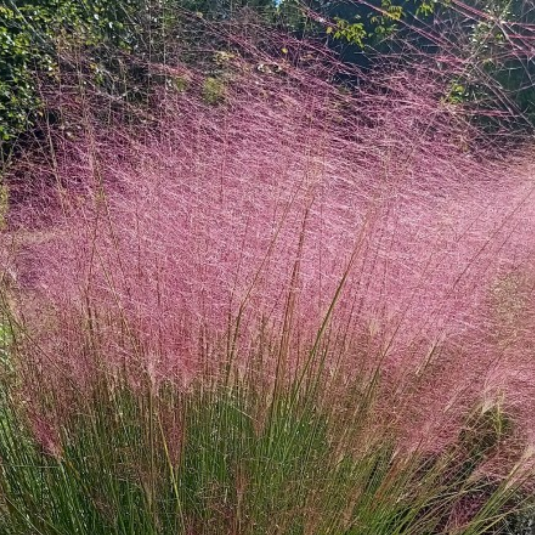 Muehlenbergia capillaris