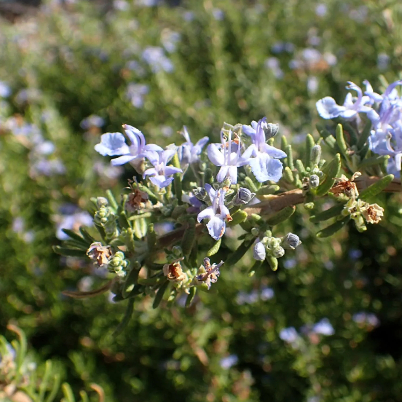 Romarin officinal 'Tuscan blue' Pot 3L