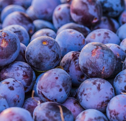 Prune de St Antonin / Mirabelle bleue – Myrobolan