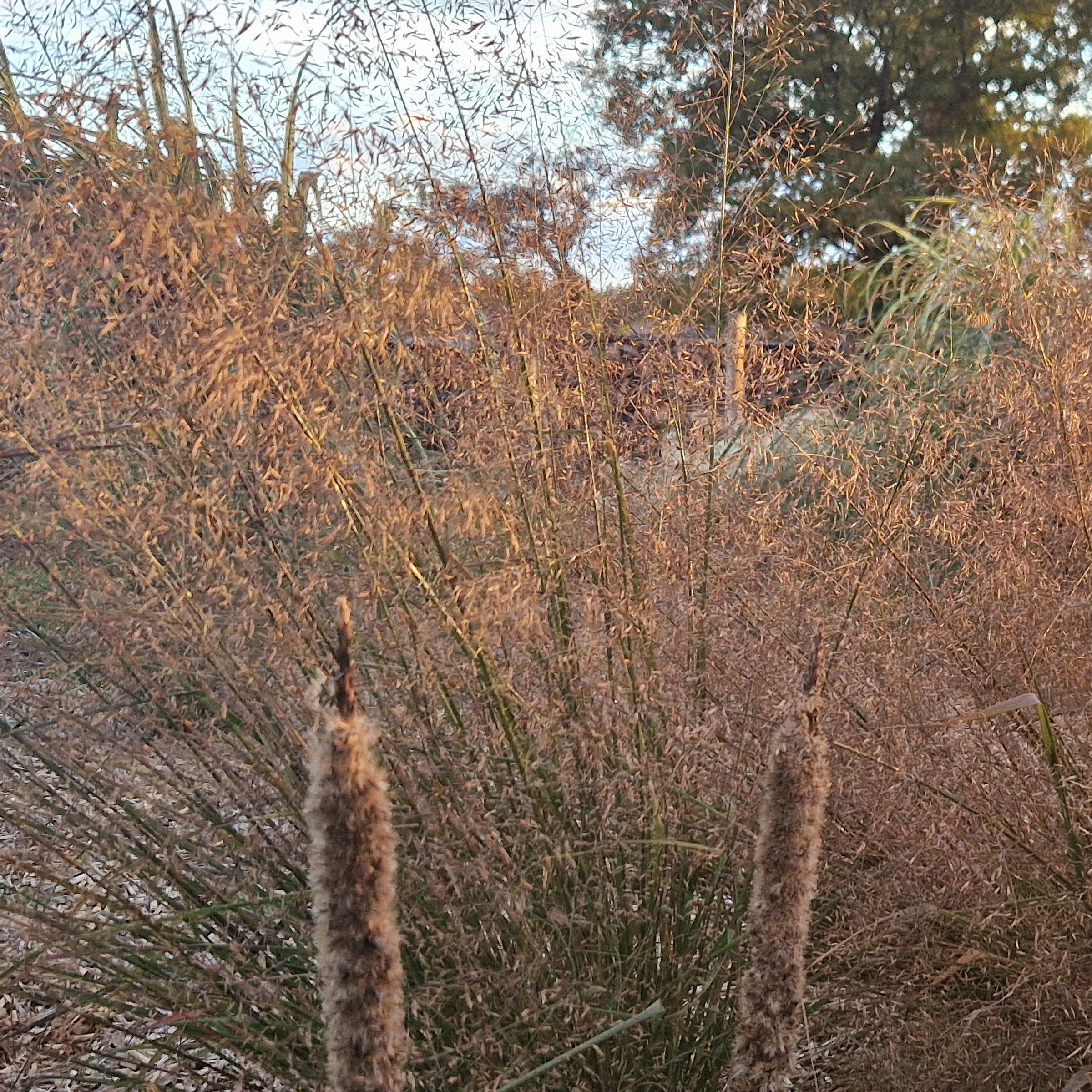 Eragrostis trichoides ‘Summerstrain’