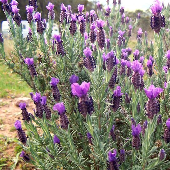 Lavande papillon (Lavandula stoechas ssp. Pedunculata) - 1l