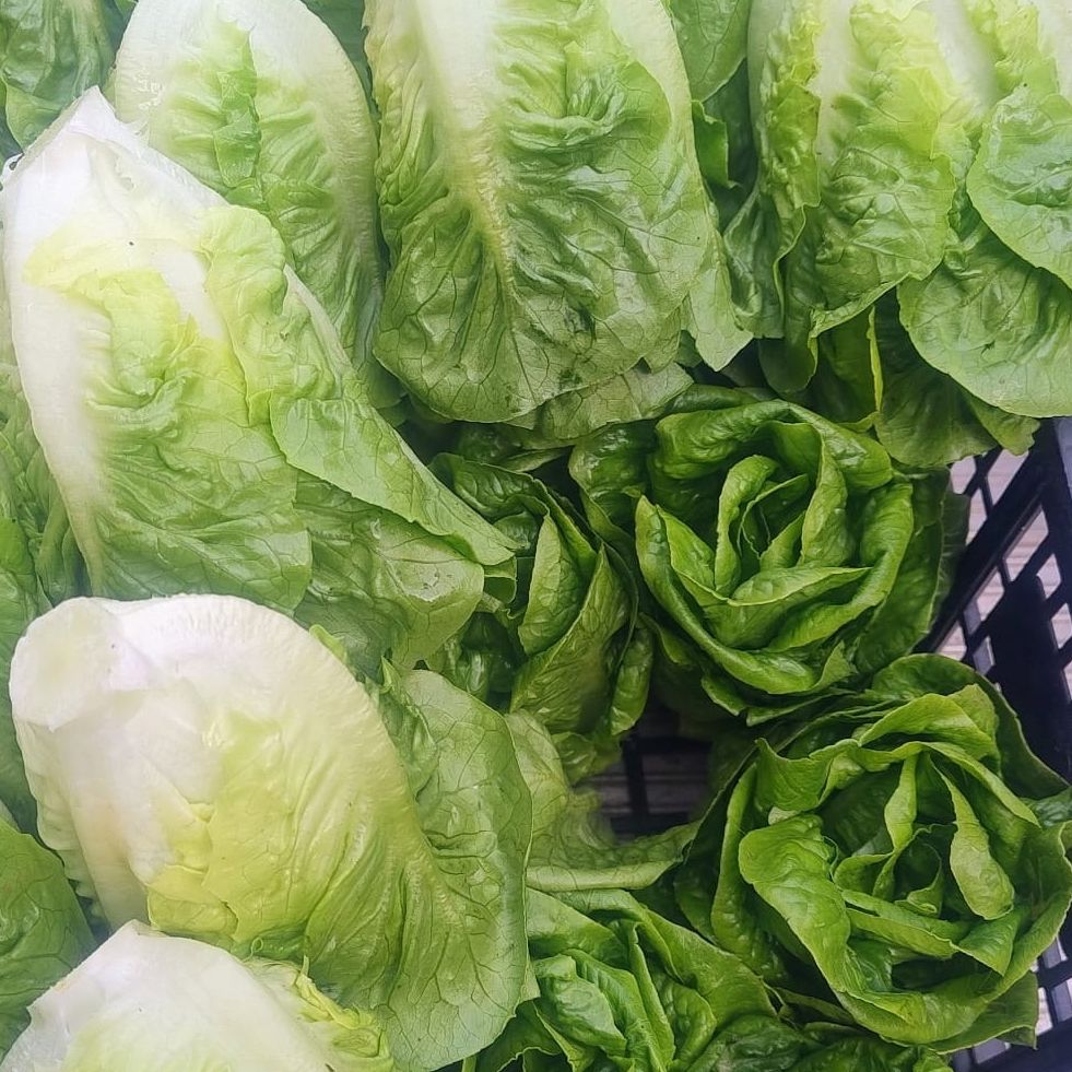 LOT DE 2 COEURS DE SALADE