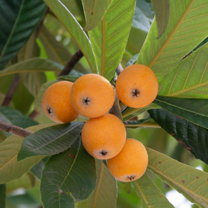 Néflier du Japon 'de semis' Pot 3L