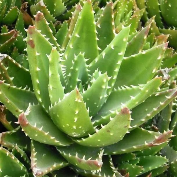 Aloé à feuilles courtes en pot 10,5 cm