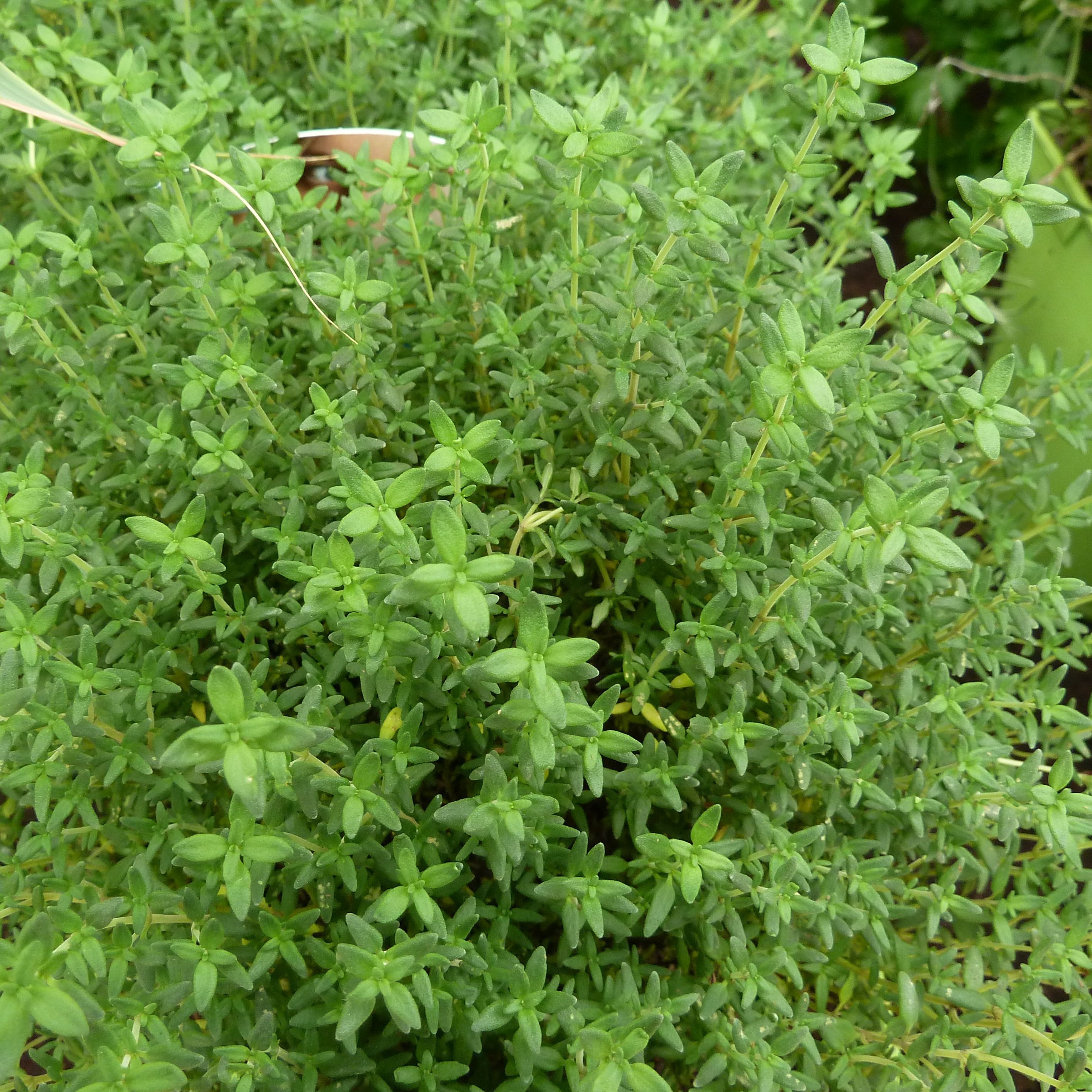 Thym (Thymus vulgaris) - 2,4l
