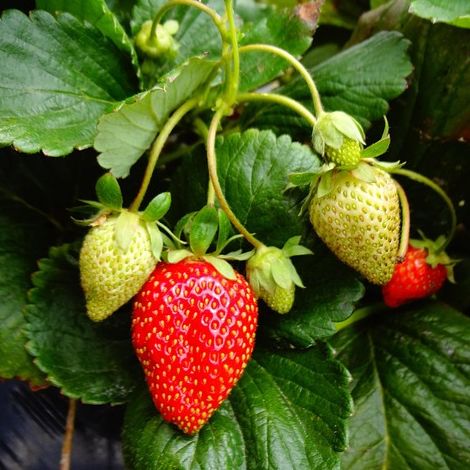 Fraisiers remontants