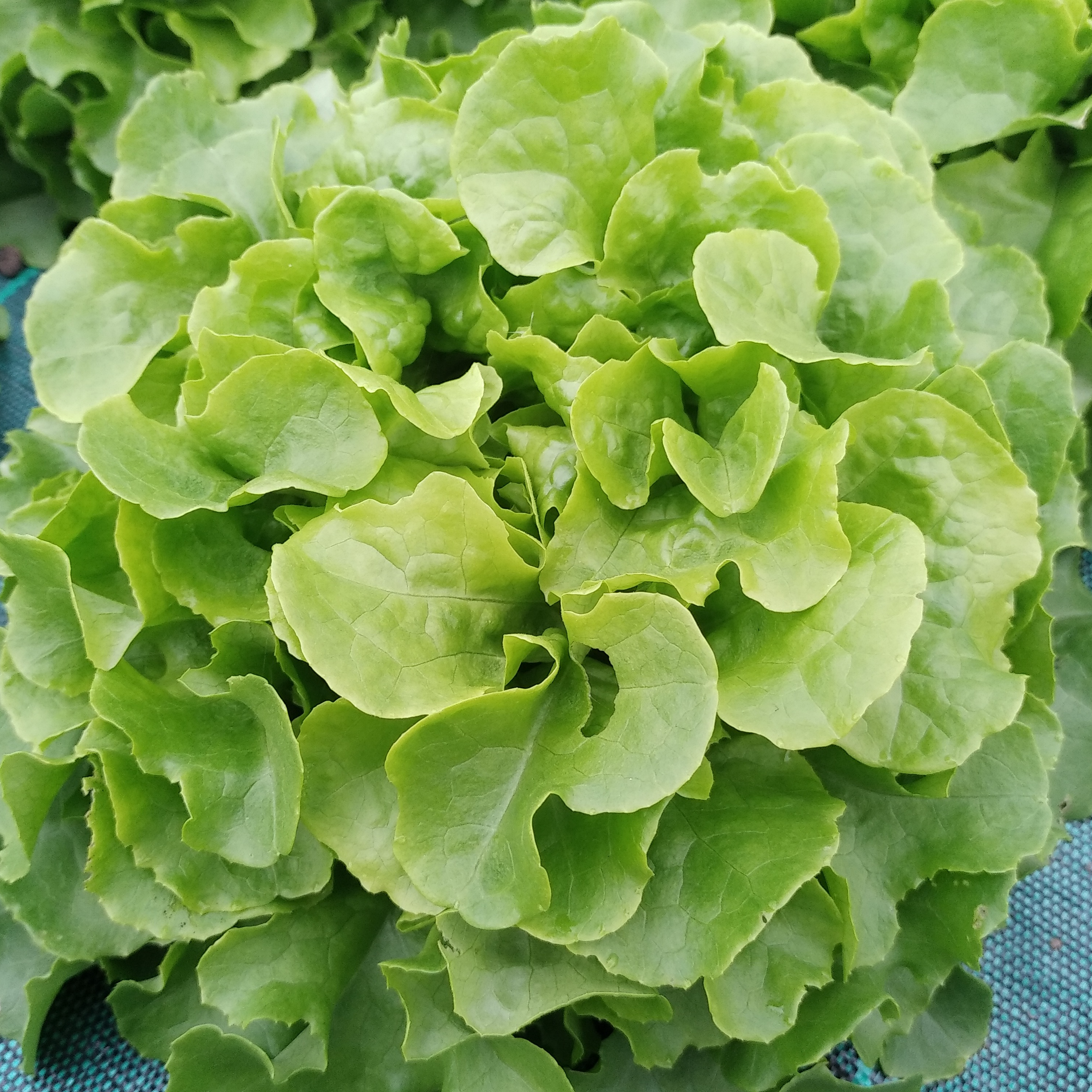 Salade feuille de chêne verte - pièce