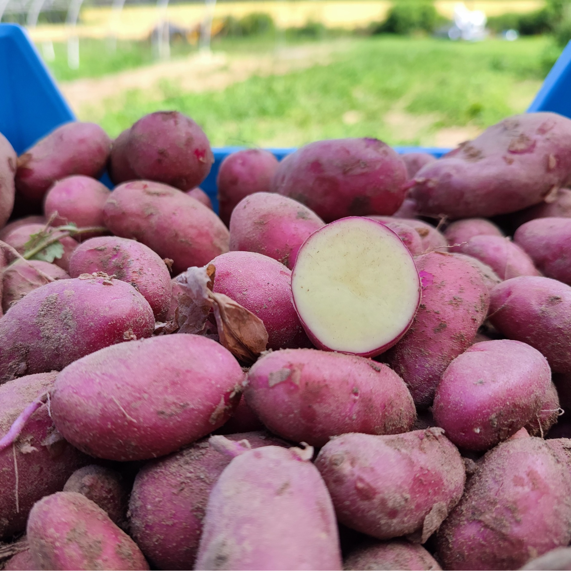 Pomme de terre variété Rubis