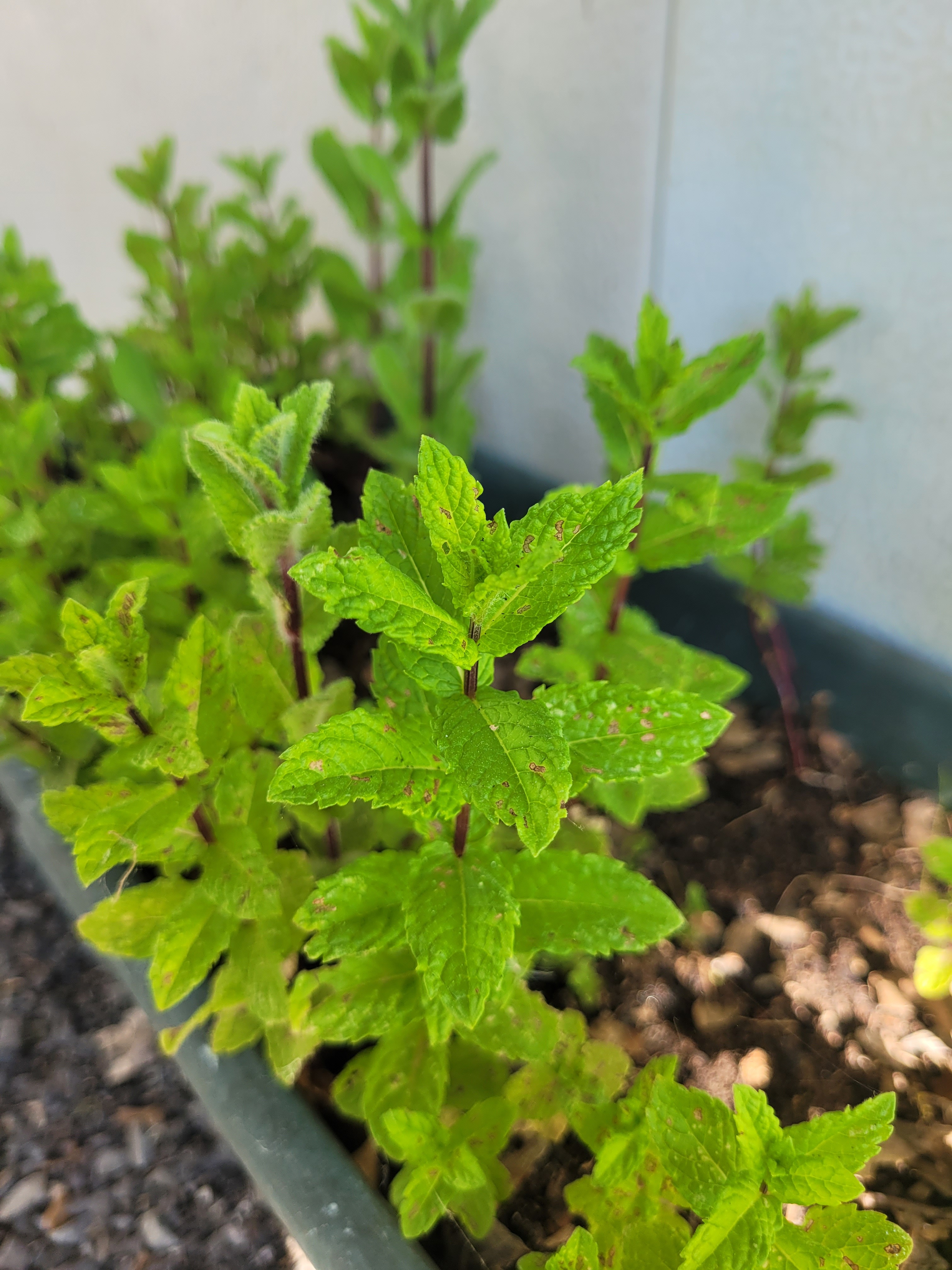 Menthe Verte 1 BOTTE