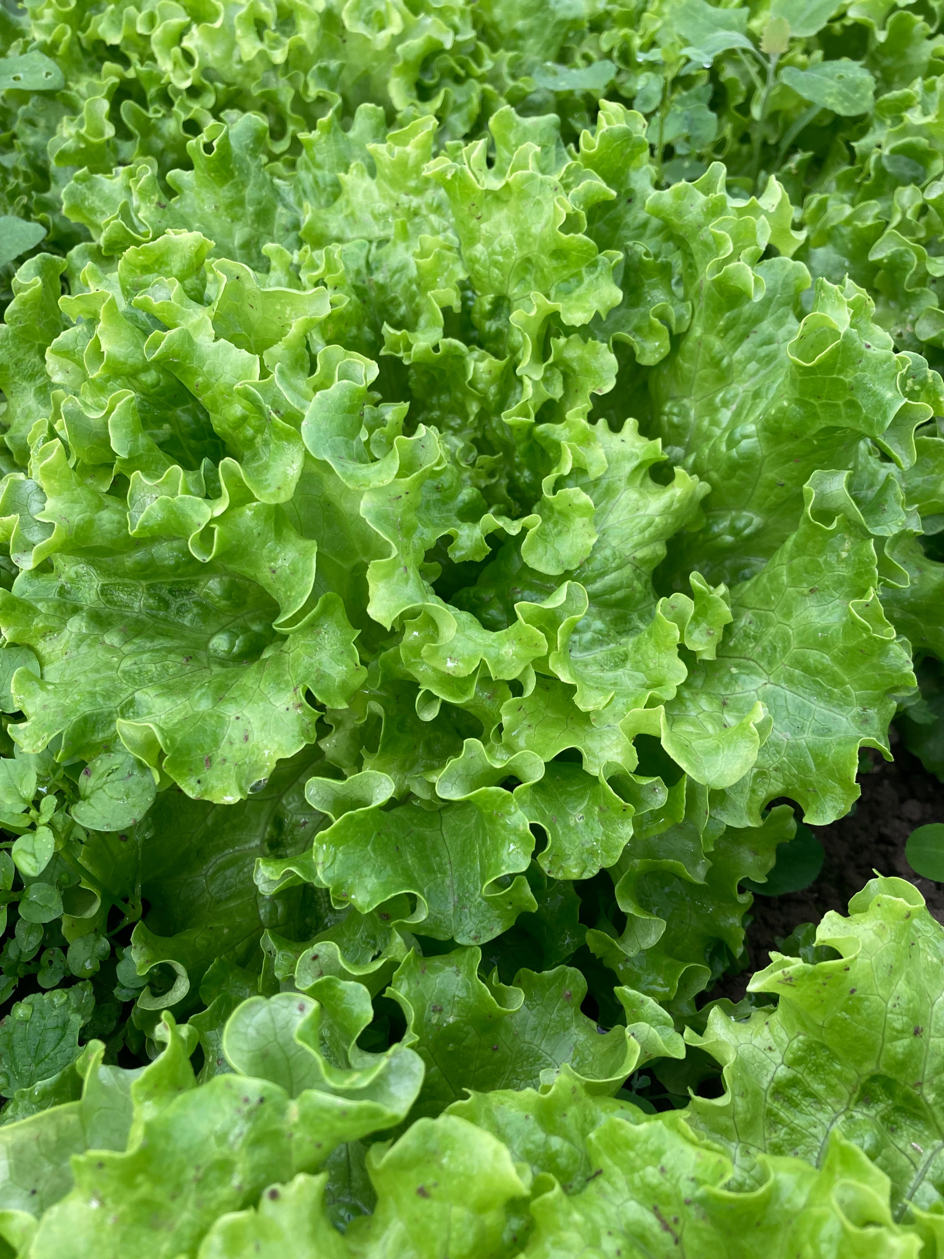 Salade ‘Batavia verte’