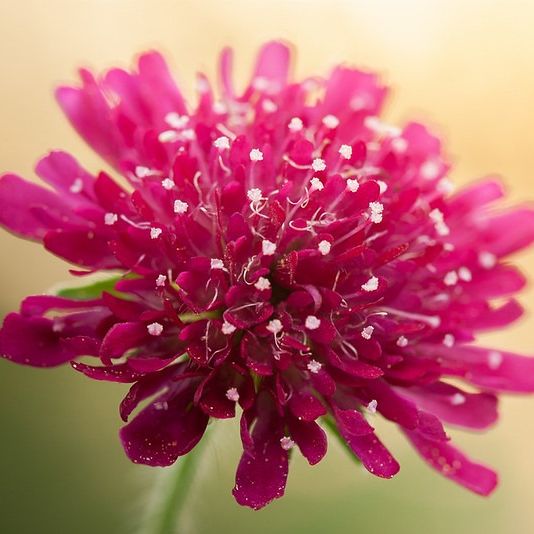 Petite Scabieuse (Knautia macedonica) - 1l