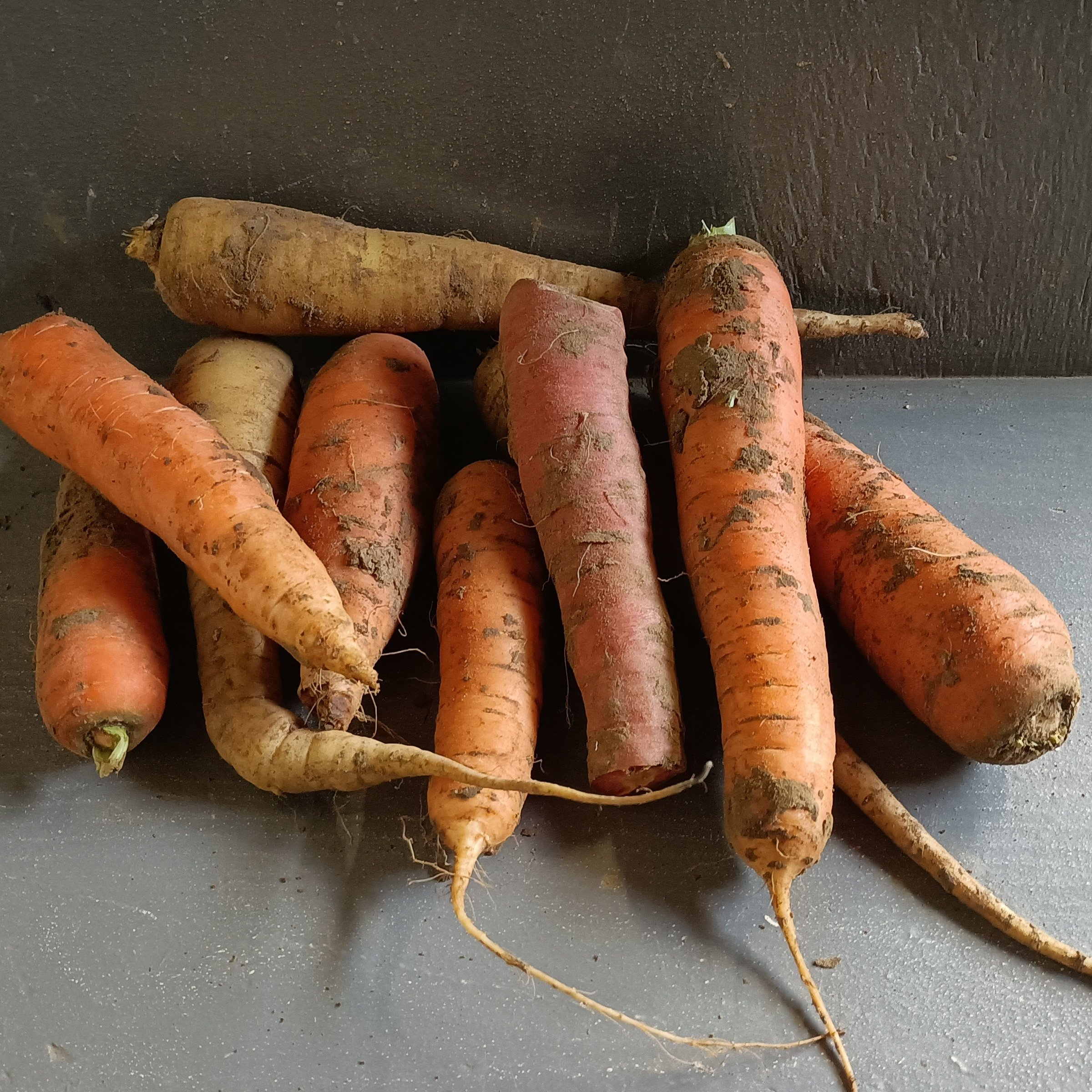 Carottes