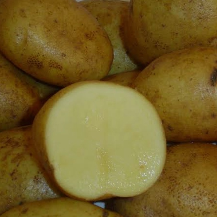 Pomme de terre "Agria"