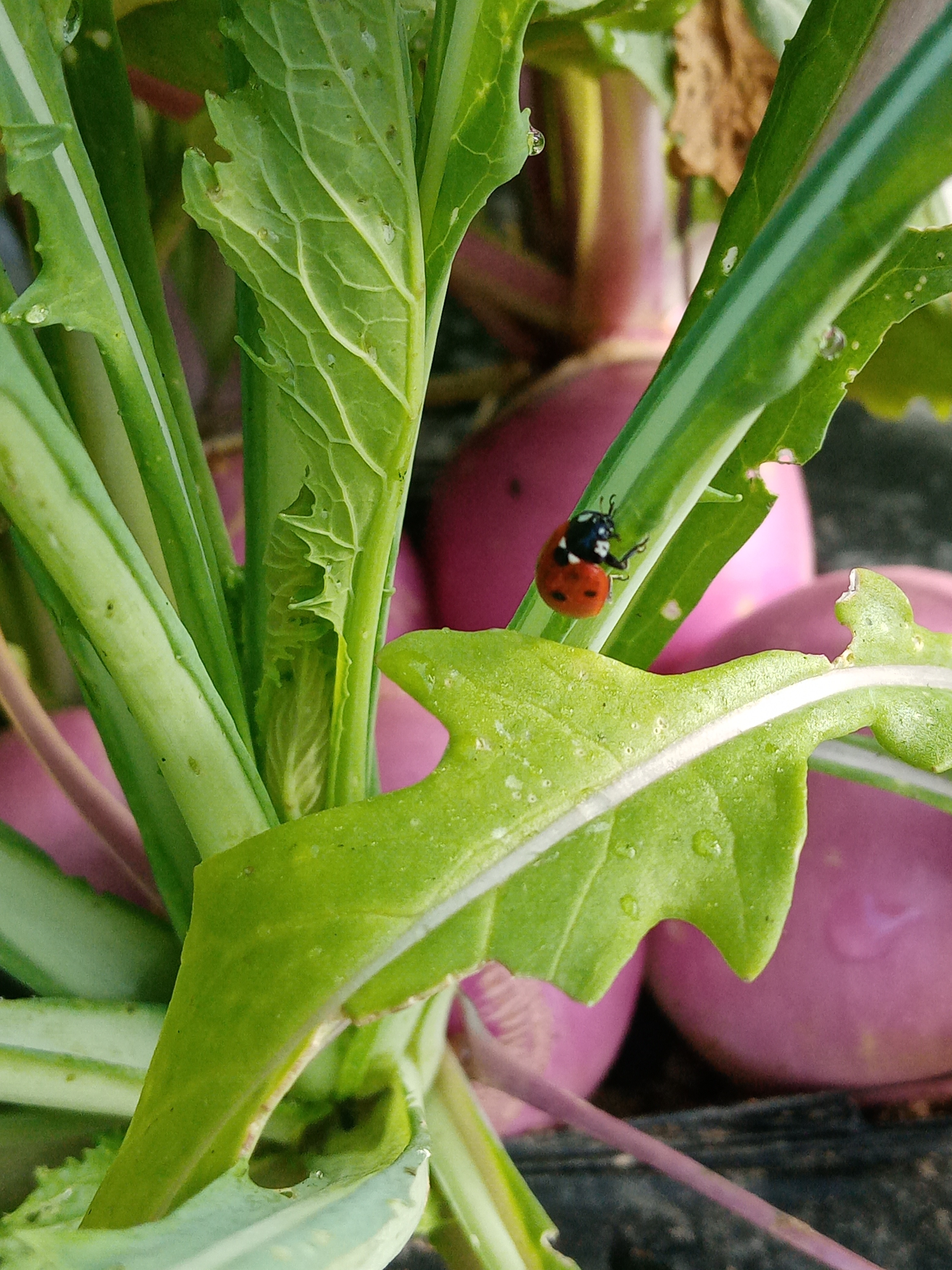 Navet Nouveau - vrac