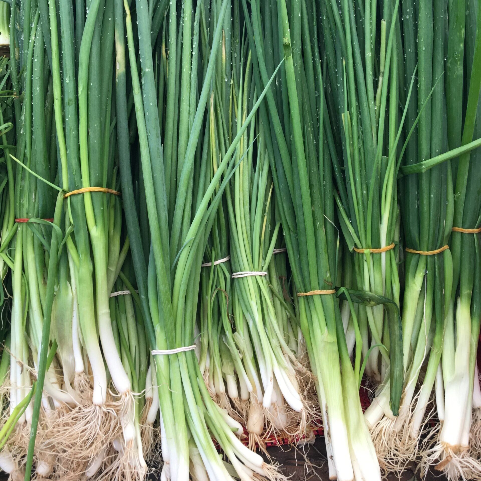 Oignon vert (botte)