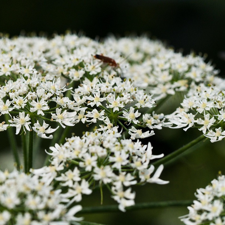 Glace d'infusion Berce