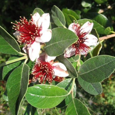Feijoa Sellowiana – Pot 1,4L