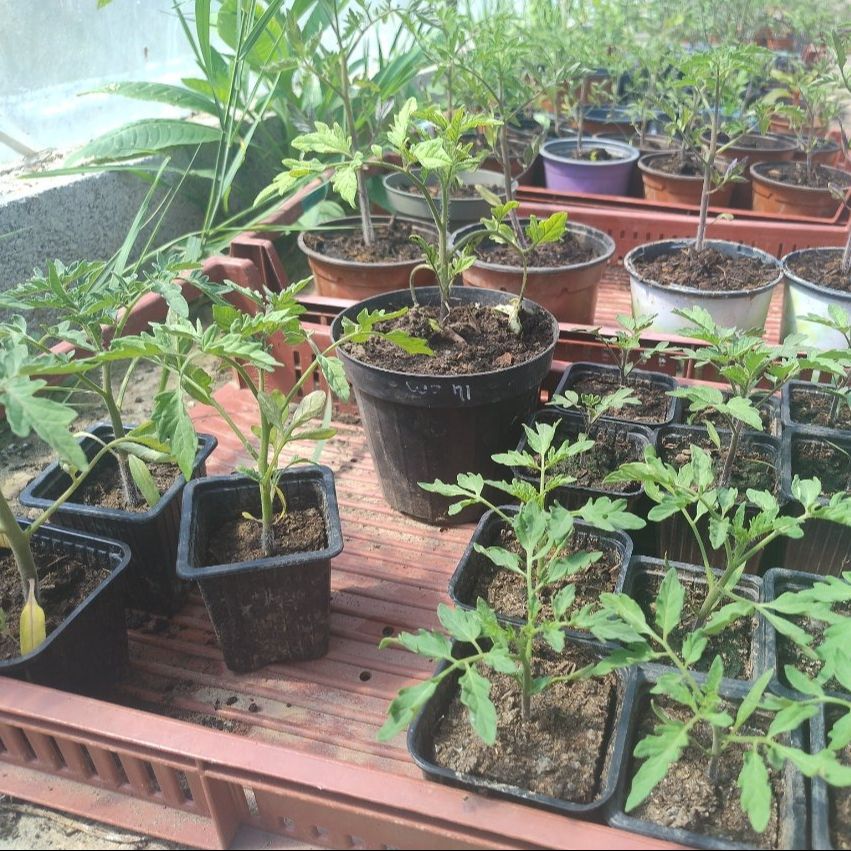 PLANTS DE TOMATES BIO