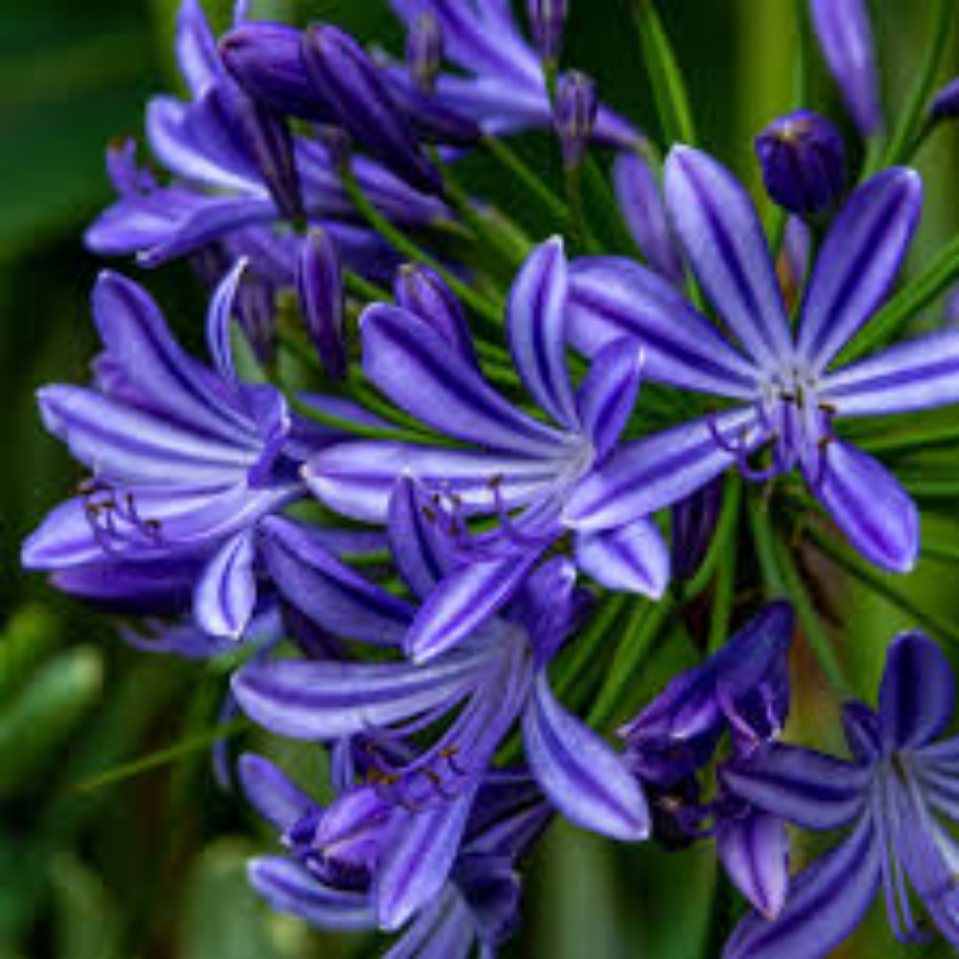 Agapanthus ‘Purple Cloud’