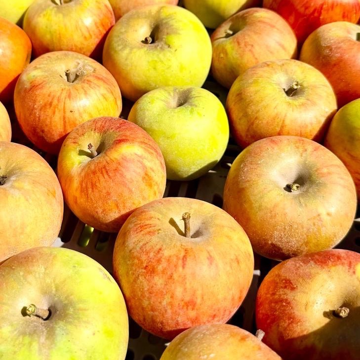Pommes bio kg
