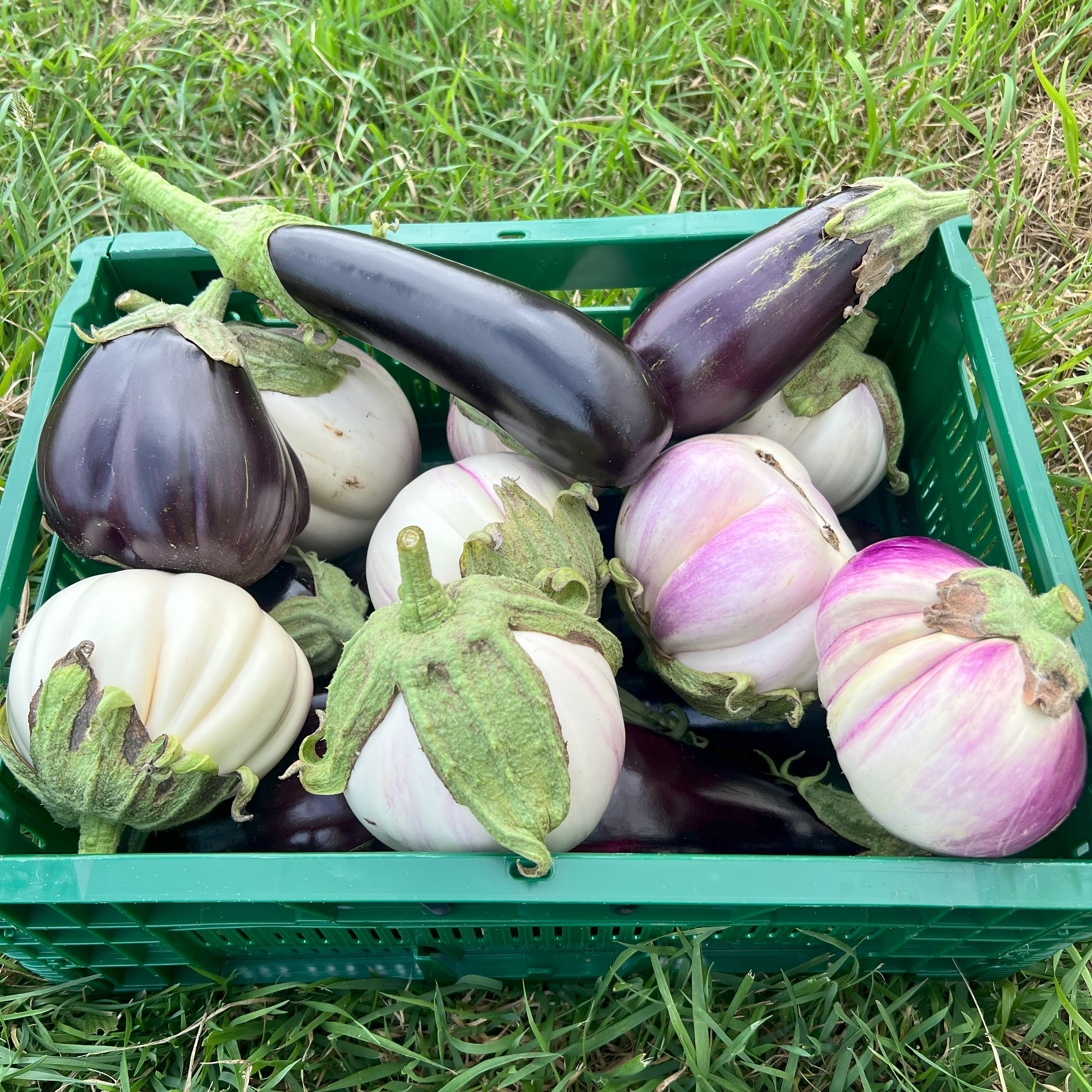 Aubergines - Du Jardin