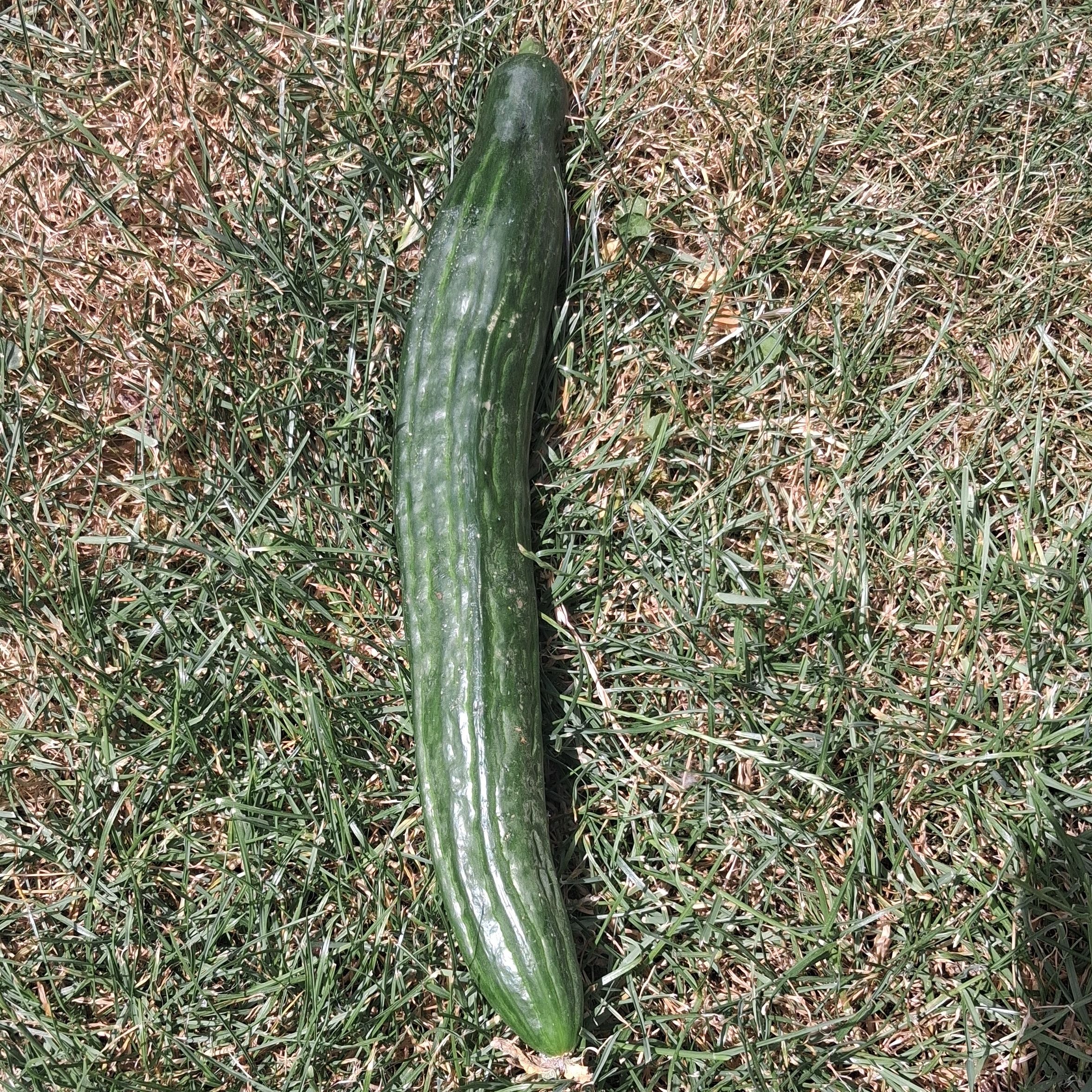 Concombre long - 320g