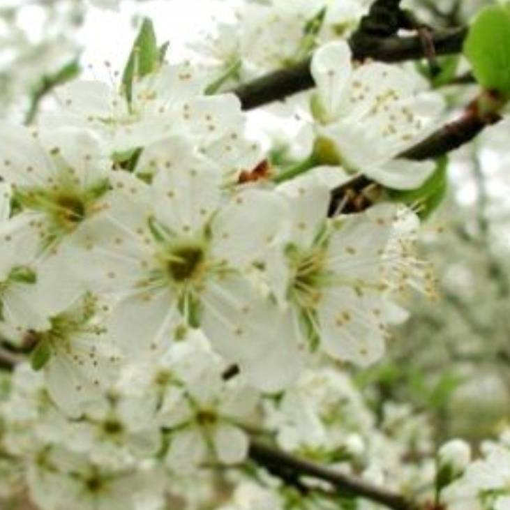 Fleurs de prunier blanche ( barquette de 12x12cm)