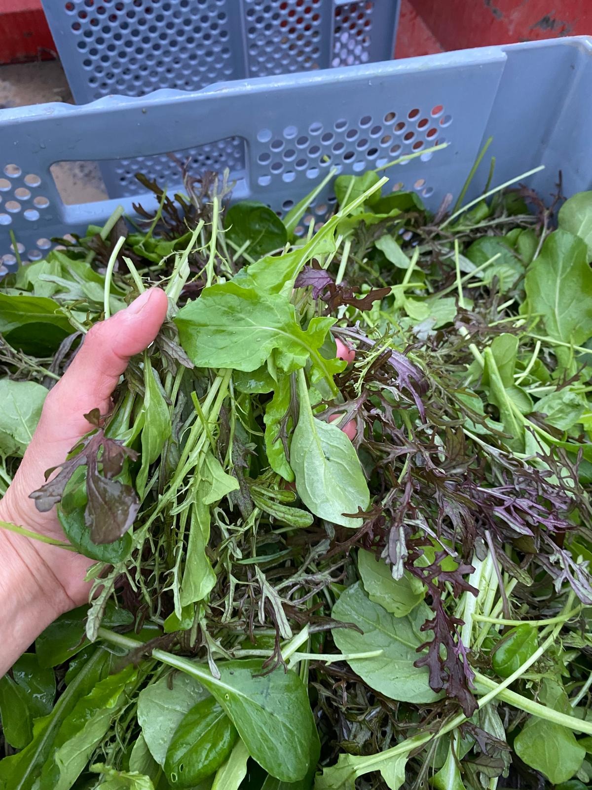 Mesclun