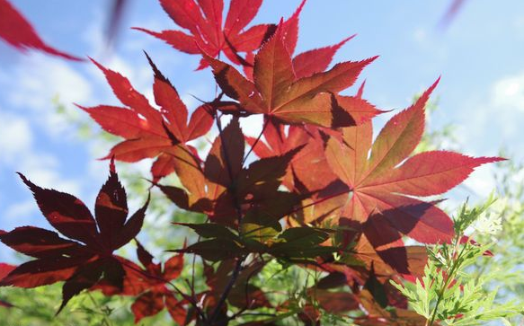 Erable japonais pourpre - Acer palmatum "Atropurpureum"