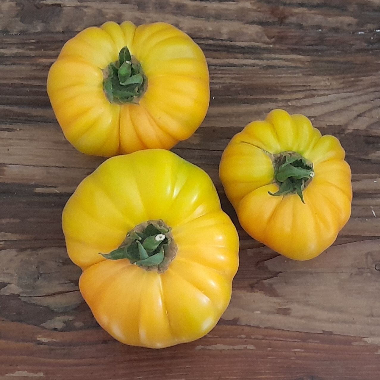 Tomate Jaune