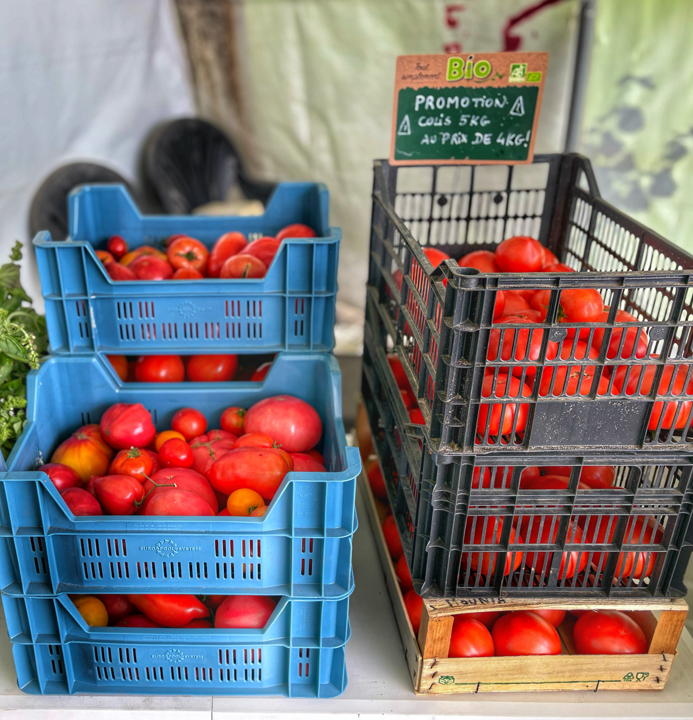 Tomates pour coulis - 5kg