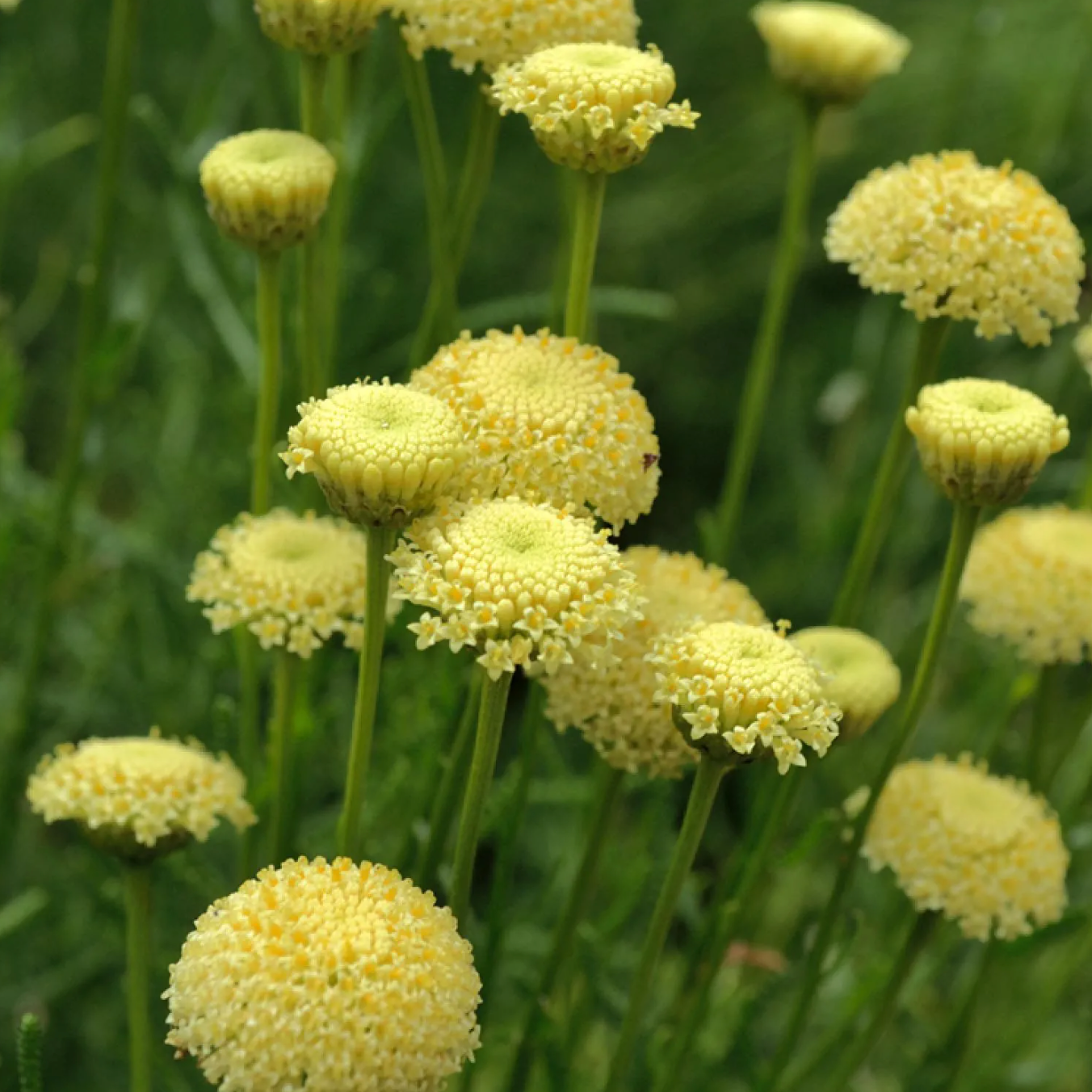 Santoline à feuille de romarin Pot 3L