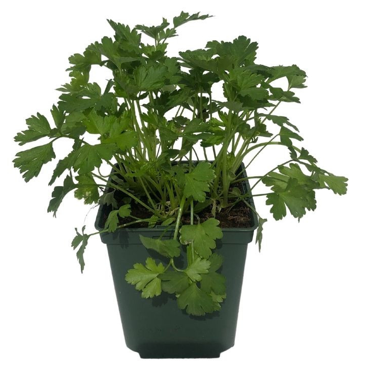 Pot de persil plat