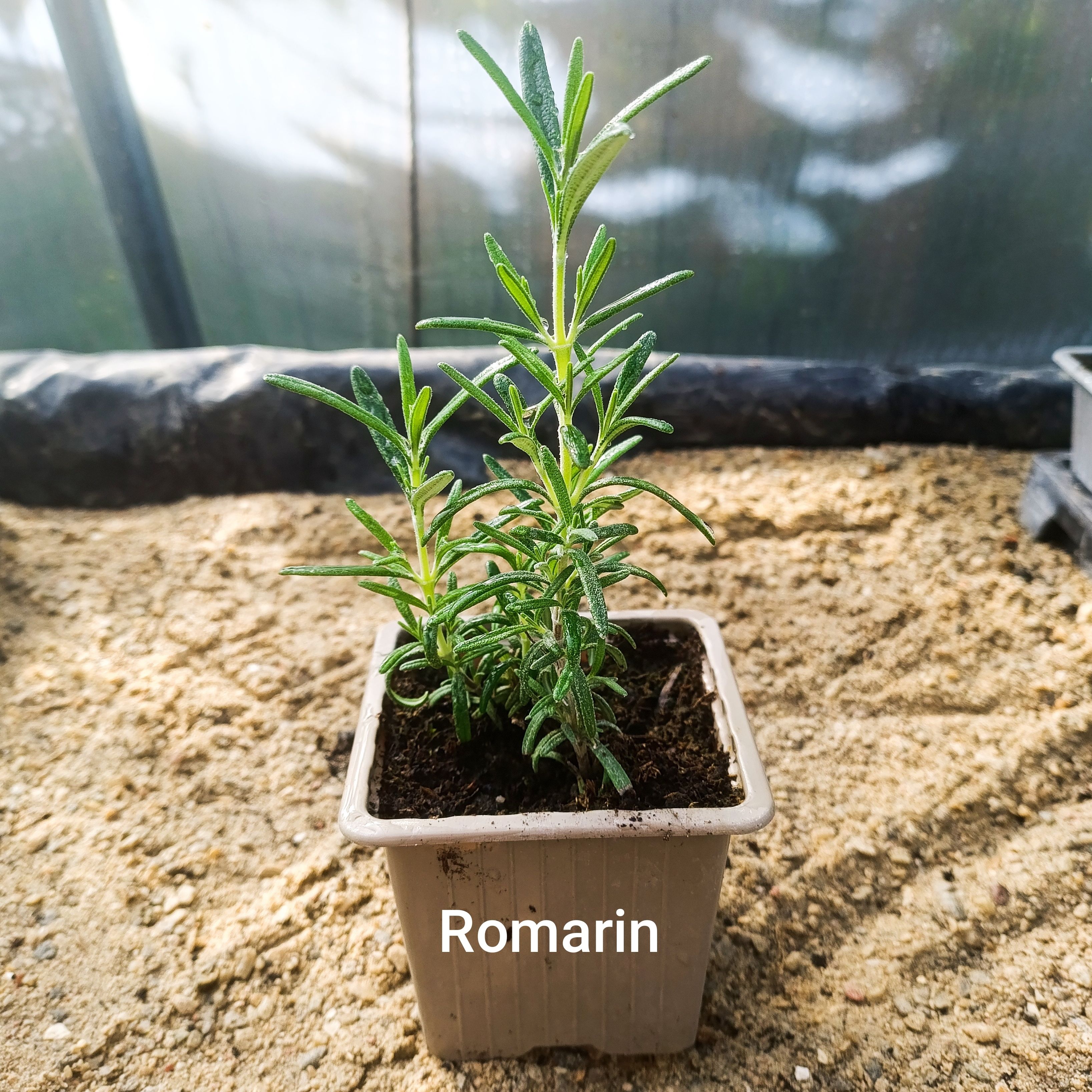 Plant aromatique - romarin