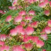Arbre à soie - Albizia julibrissin "Ombrella"
