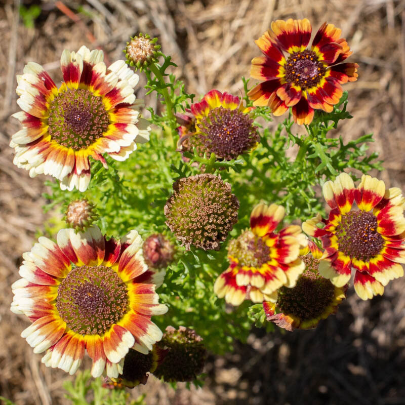 Plants fleurs- Chrysanthème Fancy pants mix