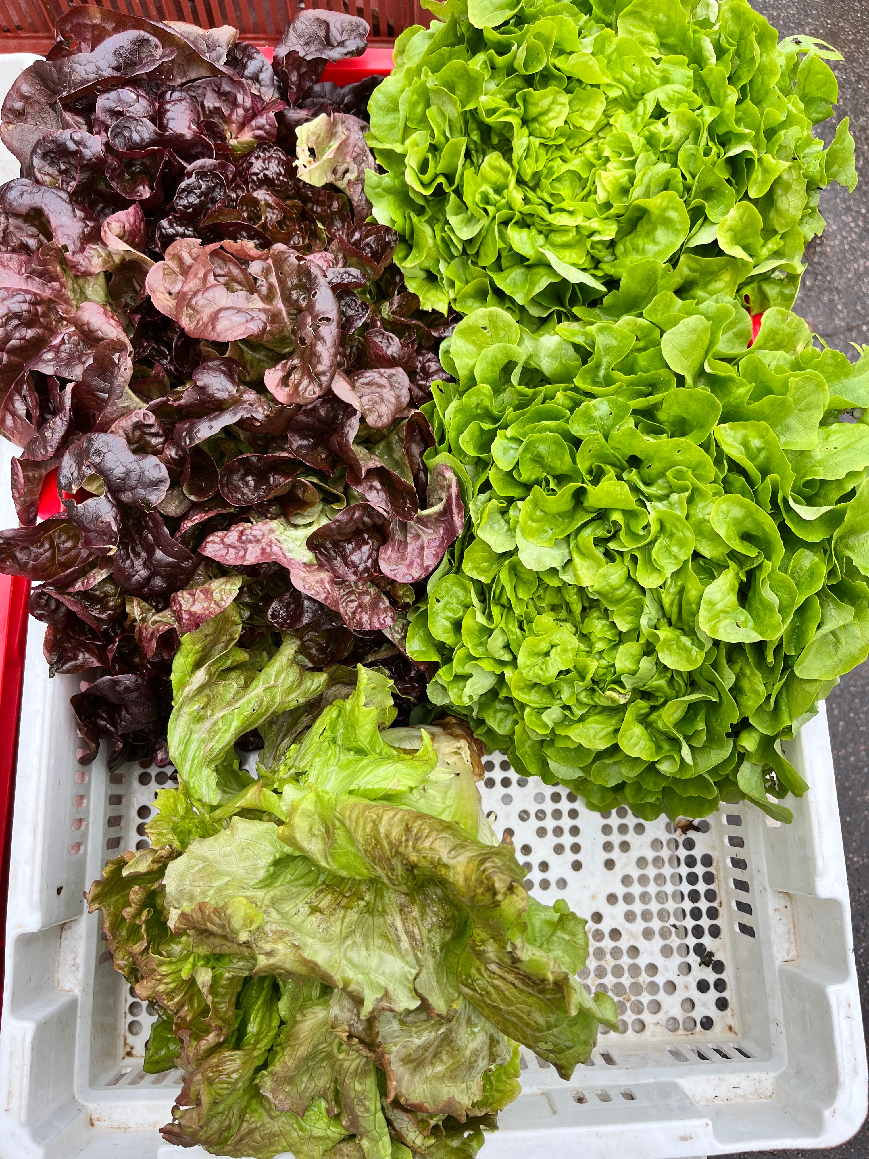 Salade divers
