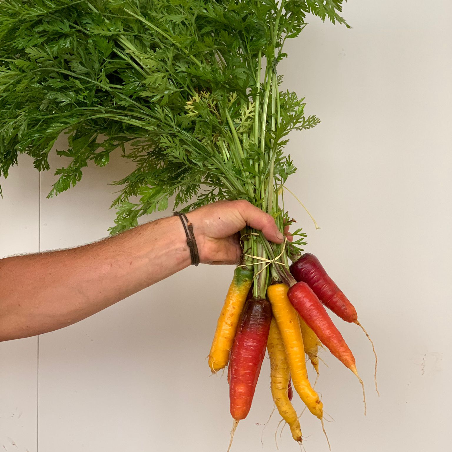 Carottes botte multicolore