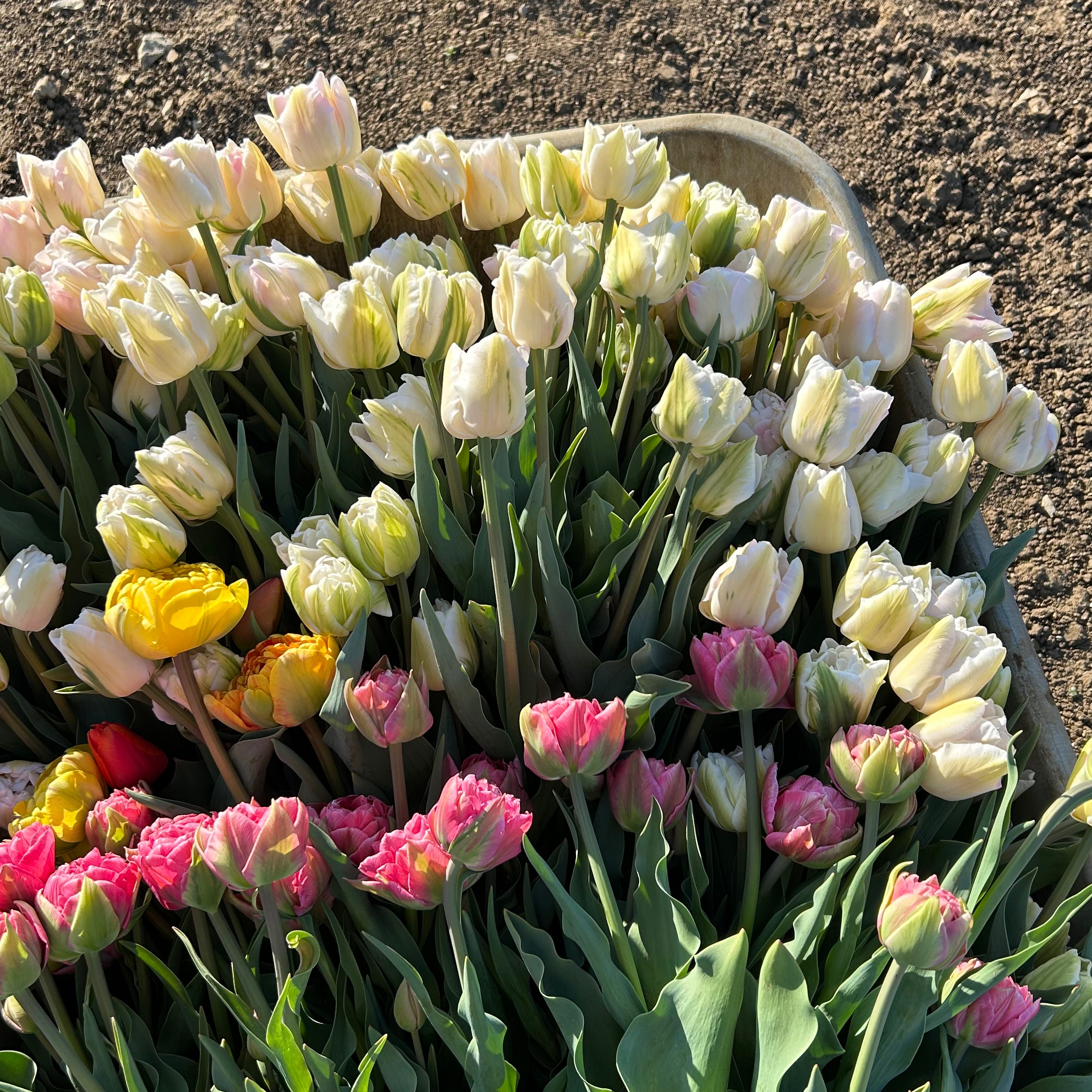 Little crush - 4 bottes de fleurs pendant 4 mois