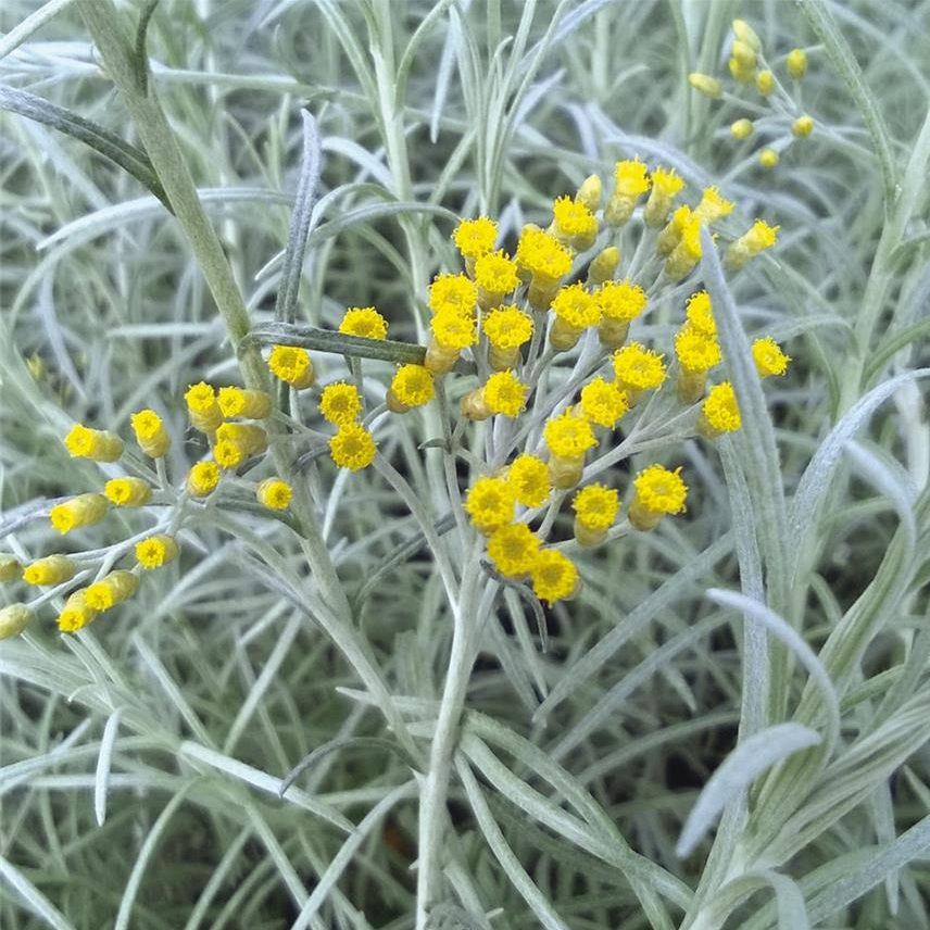 Hélicryse, plante à curry en pot 13 cm