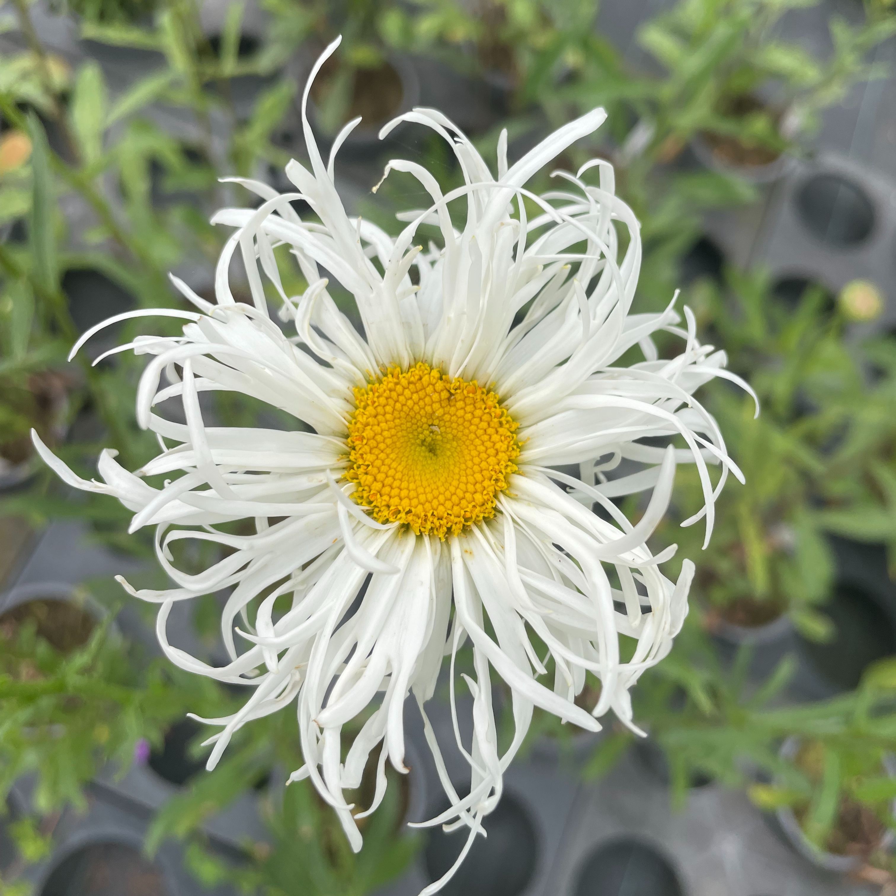 Leucanthemum 'Old Court'