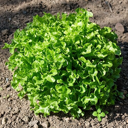 Salade Verte