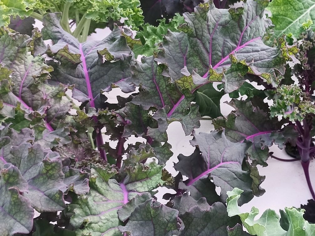 Chou Kale Vert - 300g - 300g