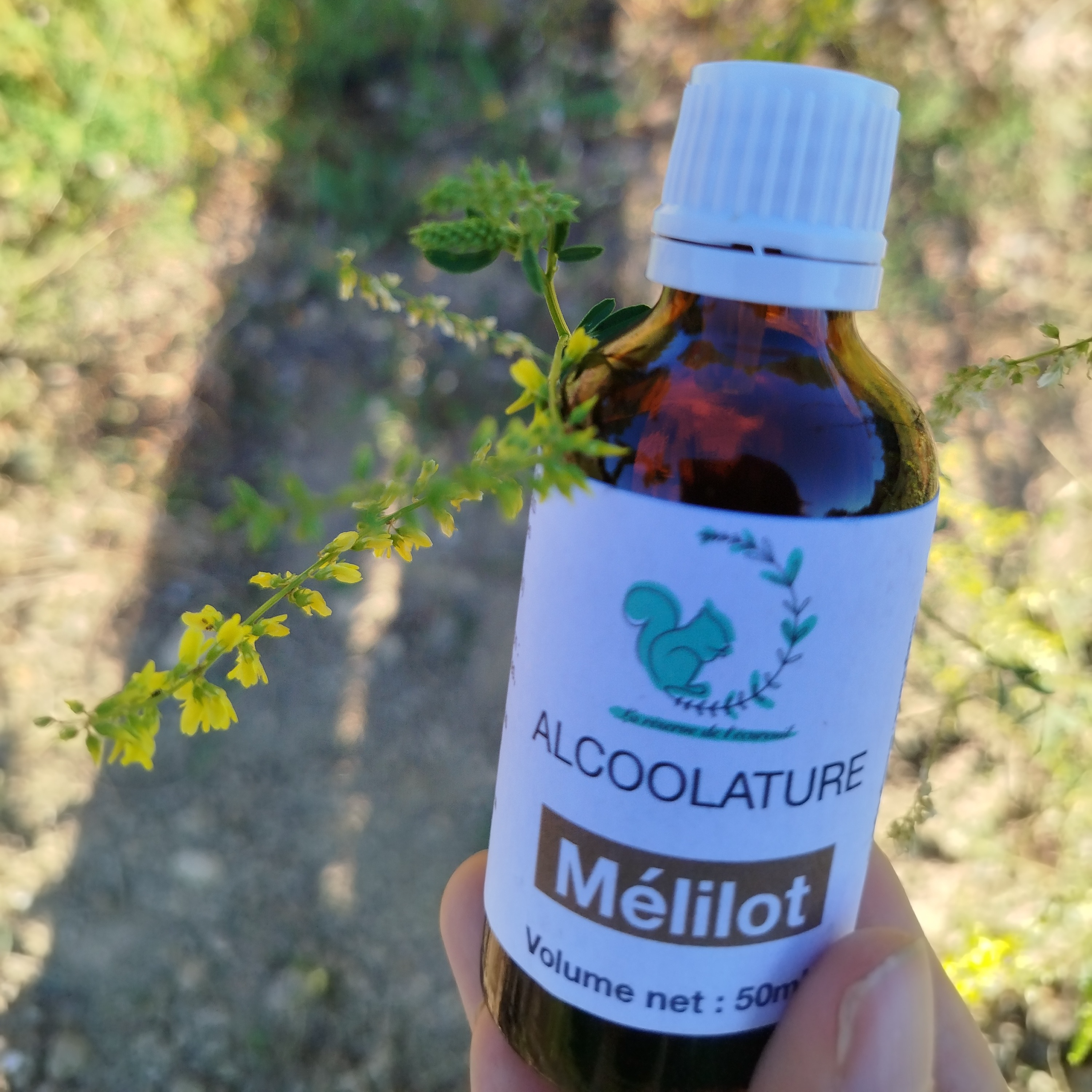 Alcoolature Mélilot