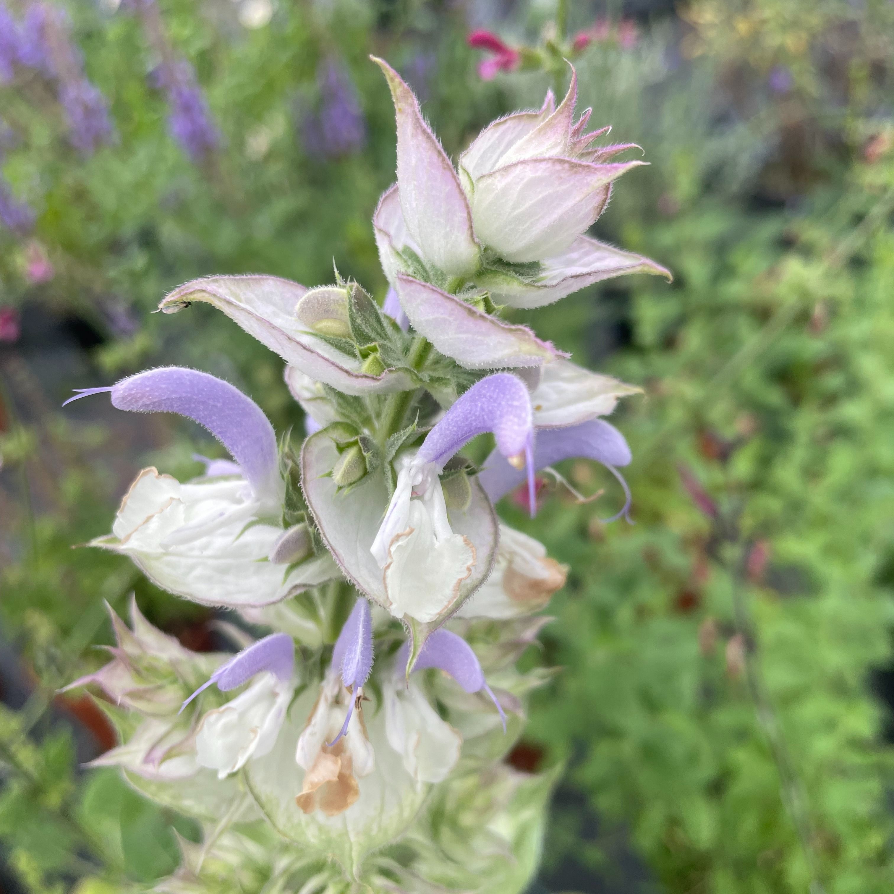 Salvia sclarea 'Vatican Pink'