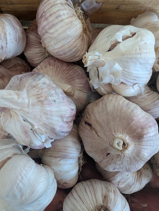 AIL VIOLET x 1 Tète