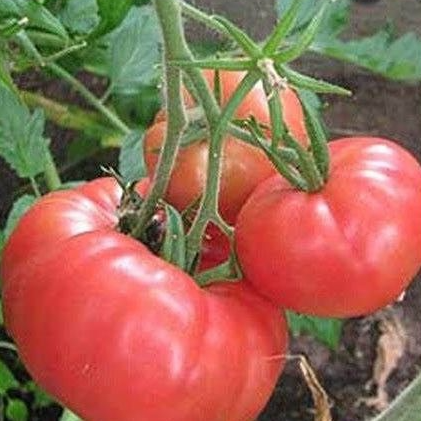 PLANT DE TOMATE Rose de Berne