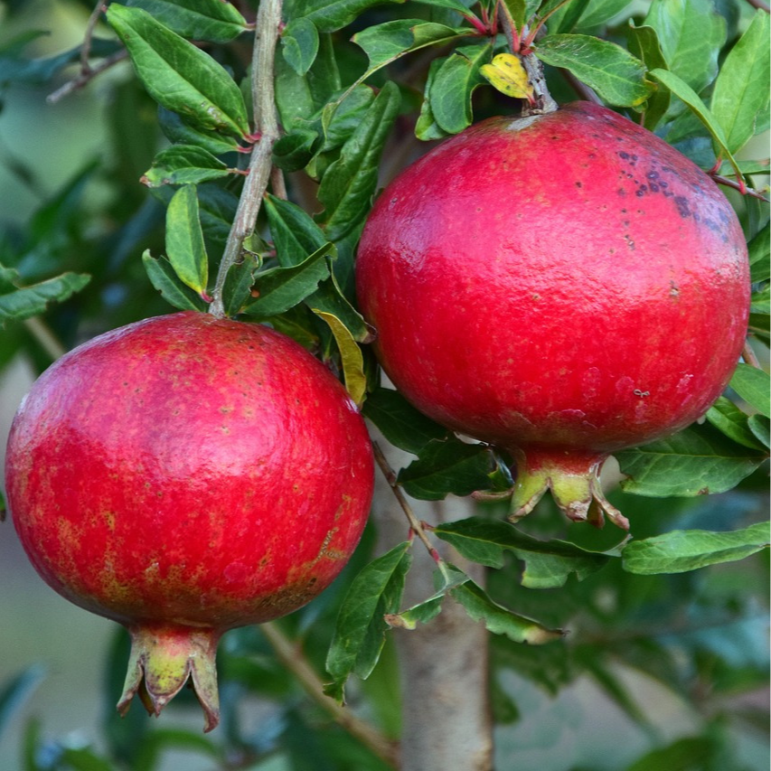 Grenadier Provence - 5l