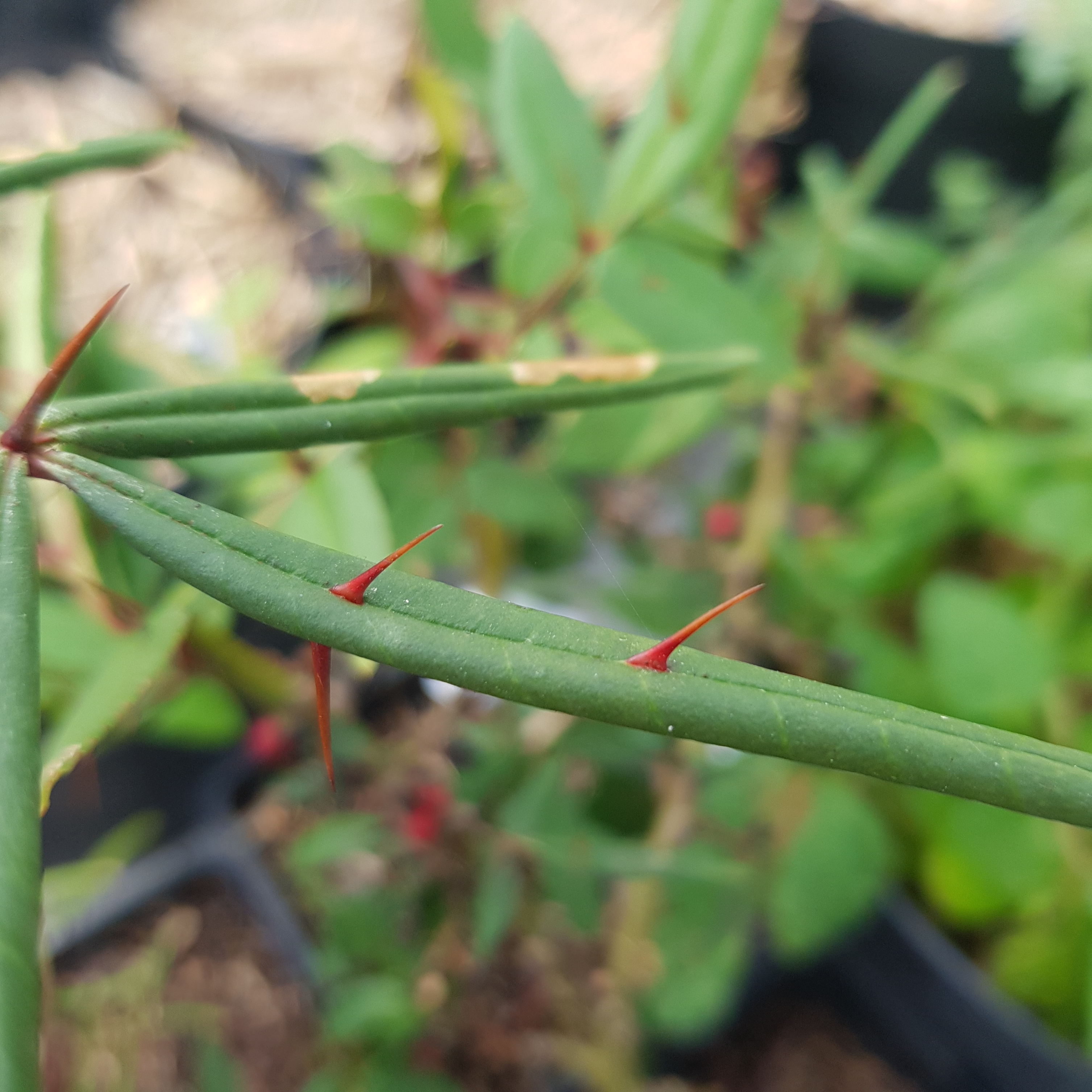 POIVRIER DU TIMUT Bio